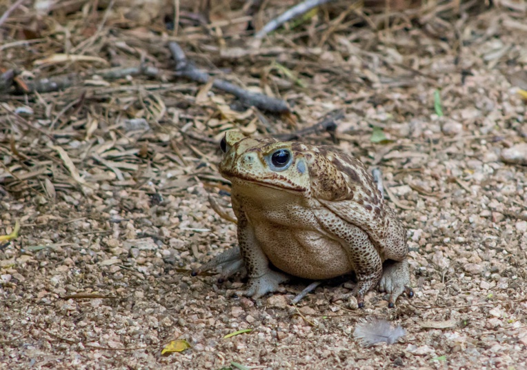 Australie: alerte au crapaud-buffle dans le sud Australie: alerte au crapaud-buffle dans le sud