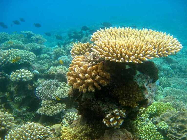 les coraux de tahiti