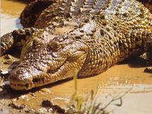 Belgique: la police découvre 12 crocodiles vivants dans une villa