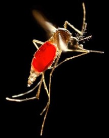 Épidémie de dengue à Yap : deux morts et plus de 850 cas recensés