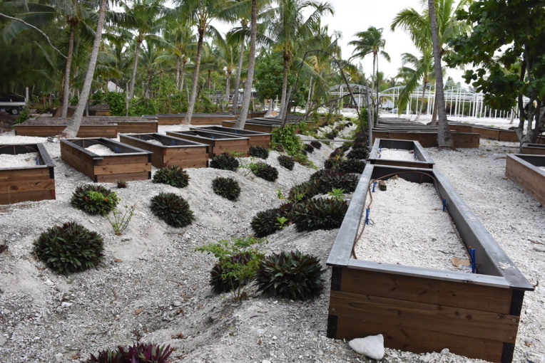 Nukutepipi, atoll inclusive Nukutepipi, atoll inclusive