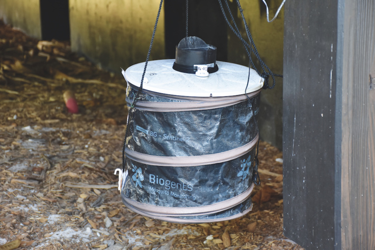 Nukutepipi, atoll inclusive Nukutepipi, atoll inclusive