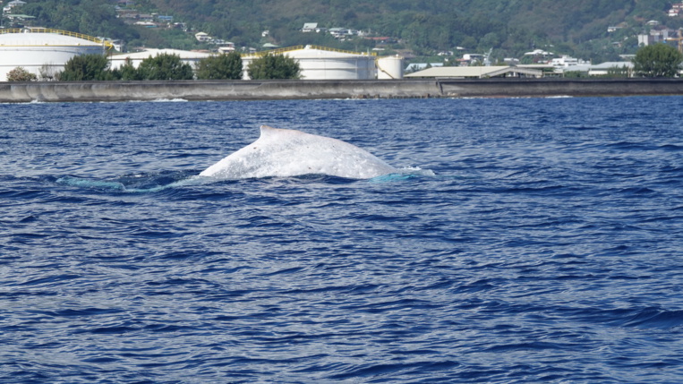 Une baleine blanche à Papeete Une baleine blanche à Papeete