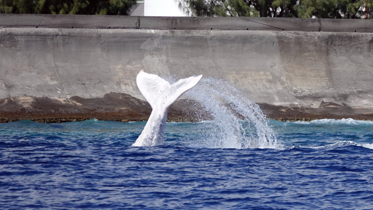 Une baleine blanche à Papeete Une baleine blanche à Papeete