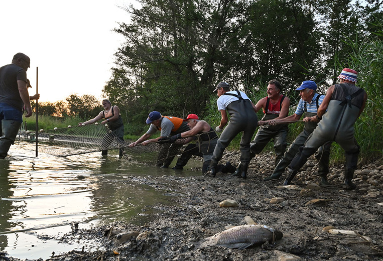 Les poissons des étangs de la Dombes étouffent dans une eau à plus de 30° Les poissons des étangs de la Dombes étouffent dans une eau à plus de 30°