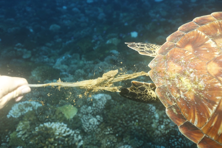 Pollution marine : l'indigestion