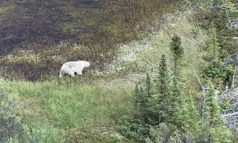 La région de Gillam est très inhospitalière, avec des zones marécageuses infestées de moustiques et peuplée par des animaux sauvages. La GRC du Manitoba a ainsi publié sur son compte Twitter une photo d'un ours blanc repéré samedi pendant les recherches à environ 200 km au nord de Gillam.
