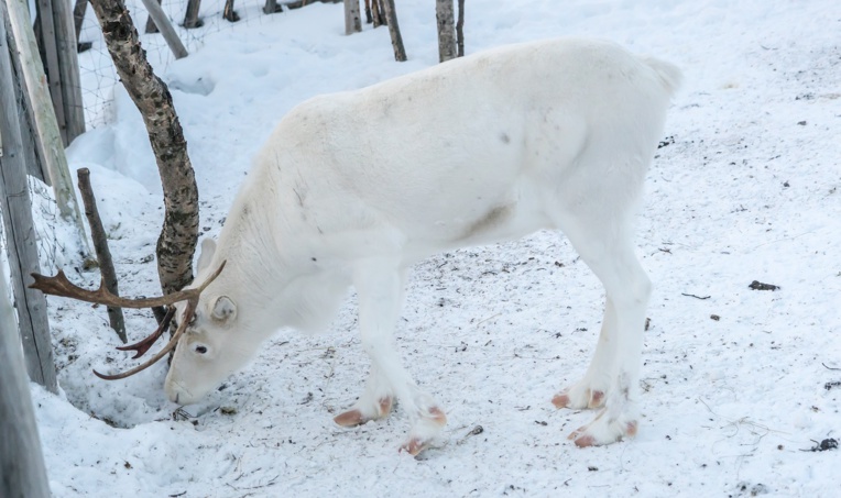 Arctique: 200 rennes retrouvés morts de faim, le changement climatique pointé du doigt Arctique: 200 rennes retrouvés morts de faim, le changement climatique pointé du doigt