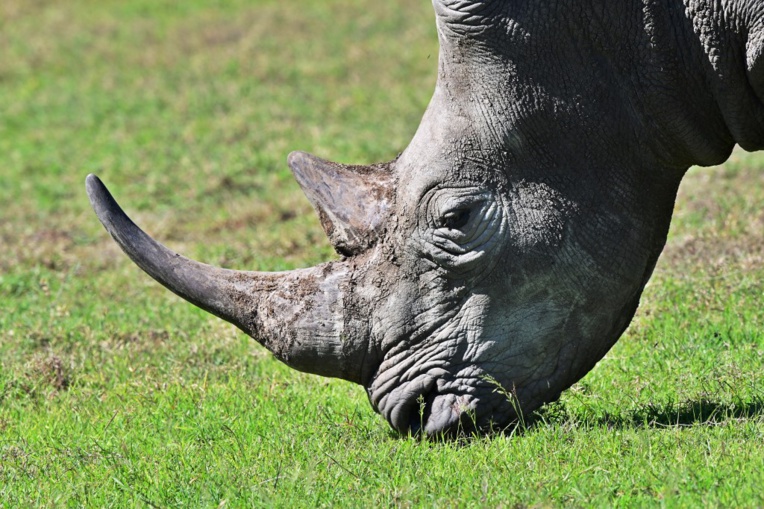USA: la naissance d'un rhinocéros blanc, source d'espoir pour l'espèce