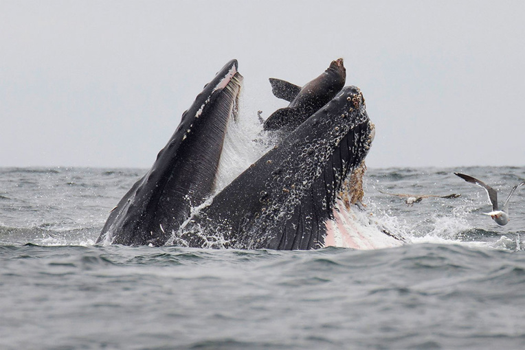 Rarissime photo d'un lion de mer tombant dans la gueule d'une baleine