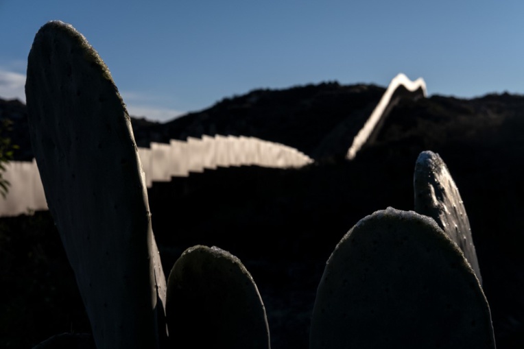 Au Mexique, le cactus pour produire du plastique?