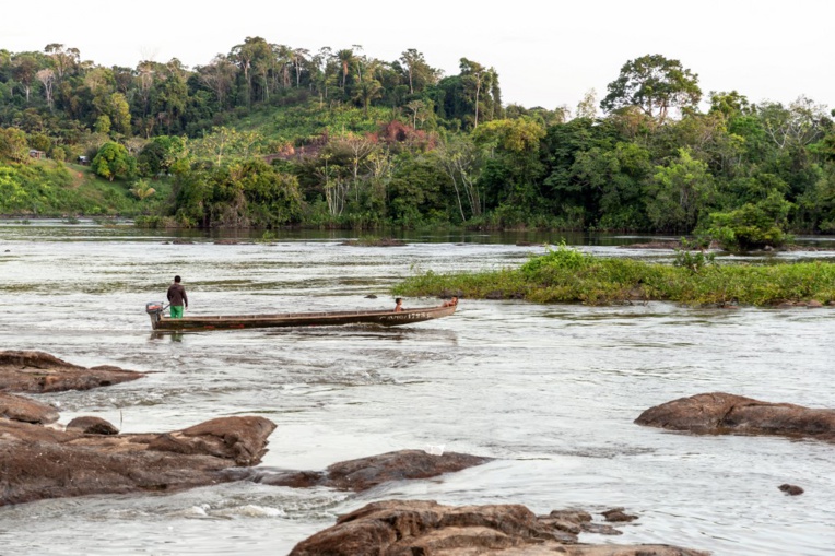 Guyane: l'acoupa rouge, poisson menacé par un trafic de vessies natatoires Guyane: l'acoupa rouge, poisson menacé par un trafic de vessies natatoires