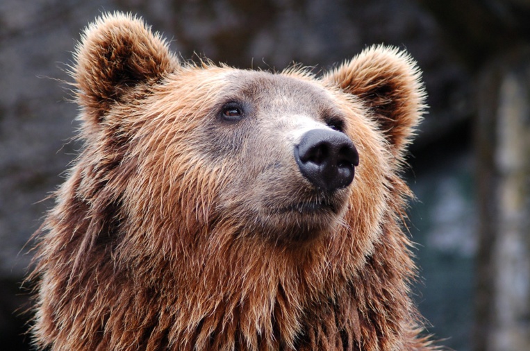 Ariège: une centaine de maires à Toulouse pour exiger le retrait de l'ours