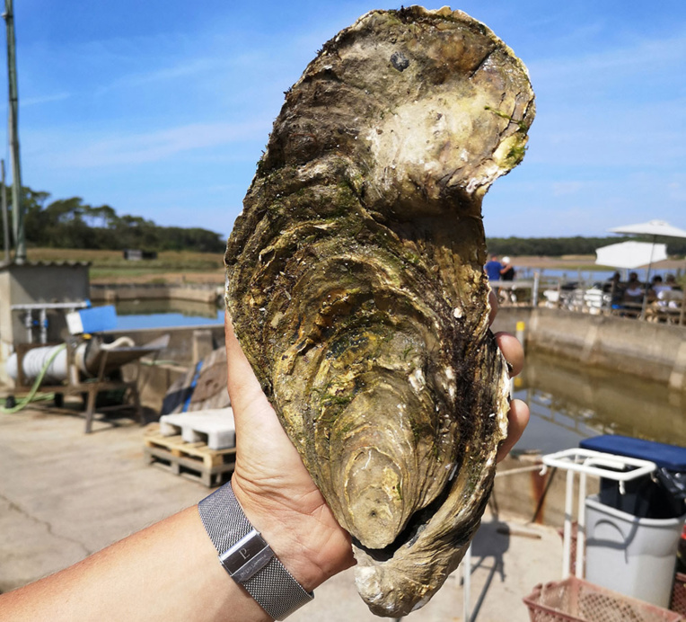 Une huître géante d'1,4 kilo découverte en Vendée