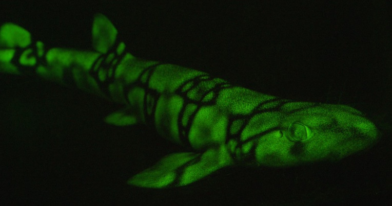 Des chercheurs percent le secret des requins fluorescents