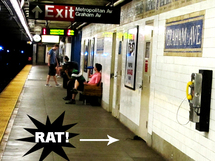 Les rats du métro de New York font l'objet d'un concours photo