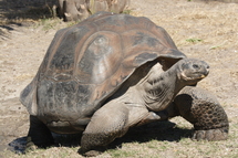 On la croyait éteinte, une espèce de tortue réapparaît aux Galapagos