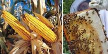 Apiculteurs et Confédération paysanne demandent l'interdiction du maïs OGM