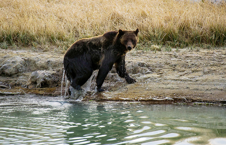Un Franco-canadien tué par un grizzly dans le Grand Nord canadien