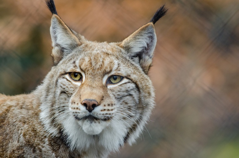 Lynx et panthères traînent mystérieusement la patte en Floride