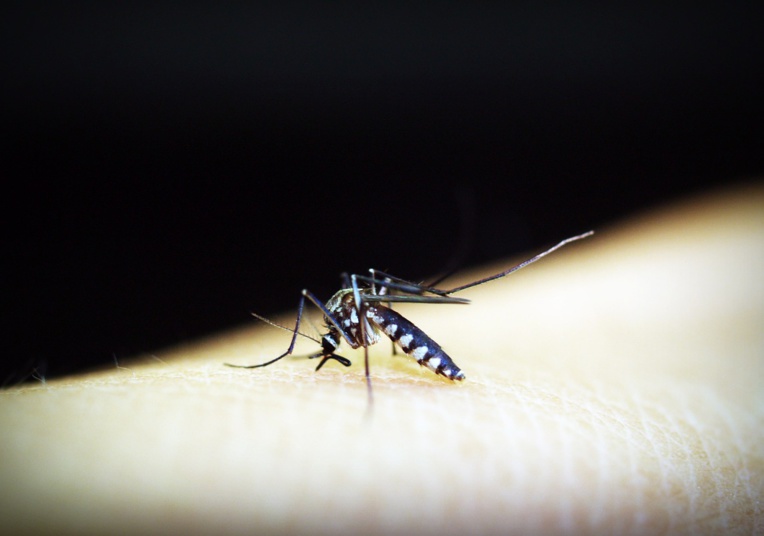 L'OMS appelle à investir massivement dans la lutte contre le paludisme