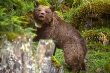 Sarkozy aurait préféré qu'on ne réintroduisît pas d'ours dans les Pyrénées