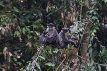 Découverte à Bornéo d'une espèce rare de primate qu'on pensait éteinte