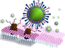 Virus mutant H5N1: les chercheurs cessent leurs travaux pendant 60 jours