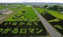 Illustration: Chaque année depuis 1993, les riziculteurs d’Inakadate, au Japon, dessinent dans leurs champs des tableaux géants.
