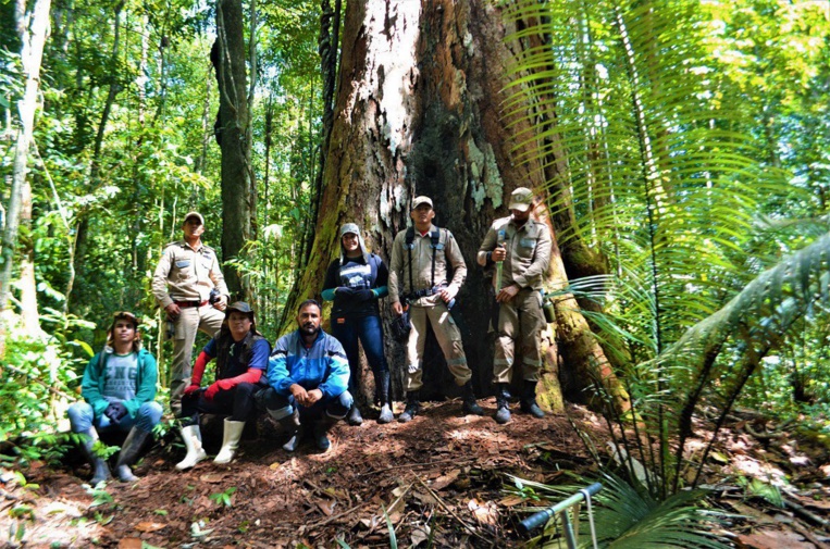 Le "plus grand" arbre d'Amazonie pas menacé par les feux Le "plus grand" arbre d'Amazonie pas menacé par les feux