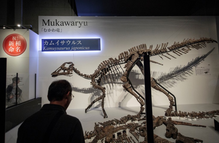 Découverte au Japon d'une nouvelle espèce de dinosaure Découverte au Japon d'une nouvelle espèce de dinosaure