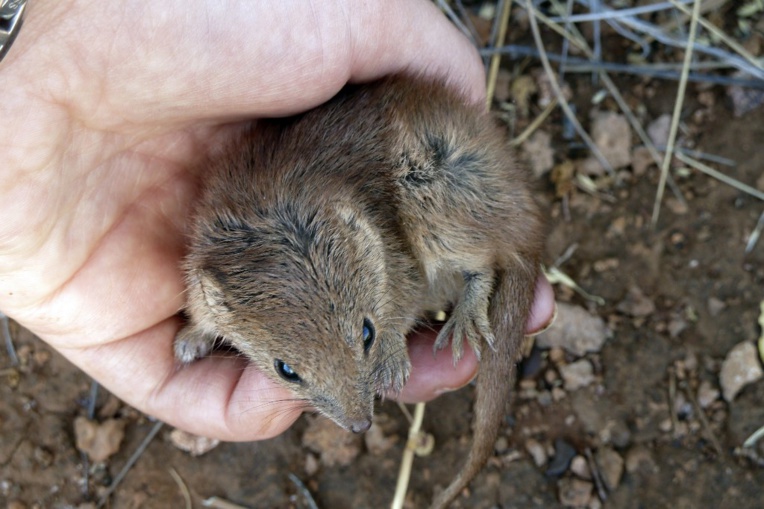 Australie: d'"intenses" accouplements responsables de la mort prématurée de marsupiaux
