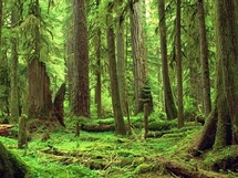 Des normes pour améliorer la gestion durable des forêts