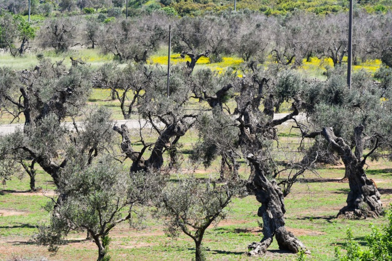 Bactérie "tueuse d'oliviers" : la crise sous-estimée, selon les oléiculteurs corses