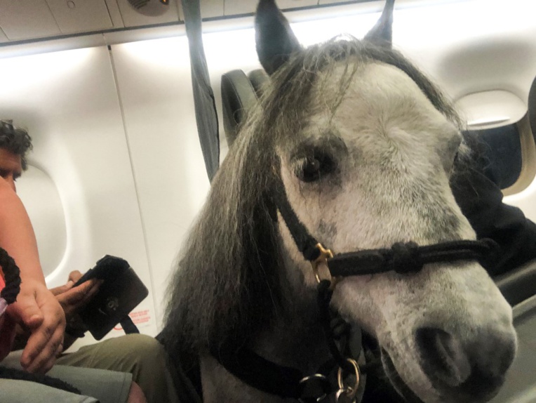 Une Américaine voyage en cabine d'un avion avec son cheval miniature