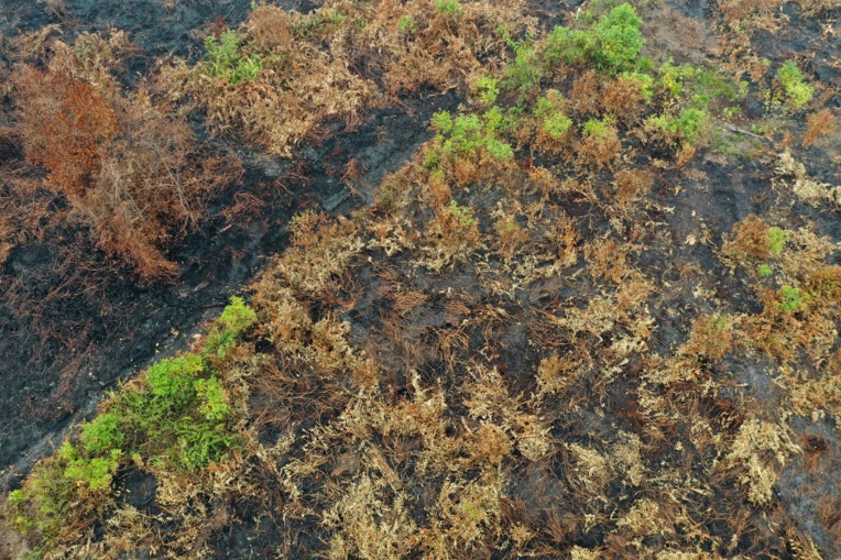 Des forêts tropicales vitales contre le réchauffement en flammes Des forêts tropicales vitales contre le réchauffement en flammes