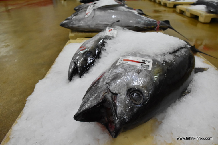 En cette saison, les thons se font rares, donc les prix augmentent. Par contre les prix du saumon des dieux sont en baisse !