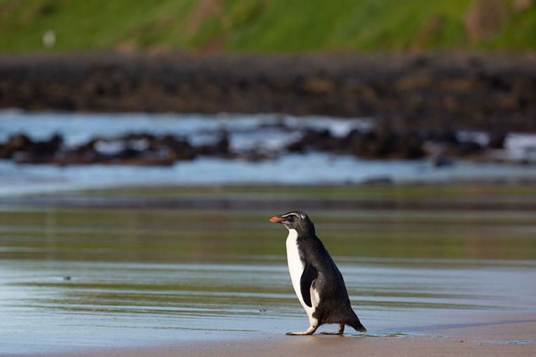 Australie: un manchot reprend la mer, remis en forme après un voyage épuisant Australie: un manchot reprend la mer, remis en forme après un voyage épuisant