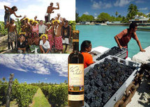 Kalani Teixeira visitera les vignobles de Rangiroa ce mardi