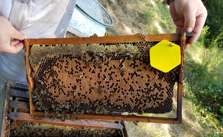 Les capteurs recueillent différentes données. Crédit LeadBees. Les capteurs recueillent différentes données. Crédit LeadBees.