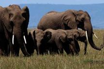 Après le koala et le kangourou, bientôt l'éléphant australien ?