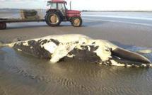 Un baleineau à bosse retrouvé mort dans le Calvados