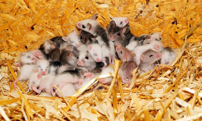 Des souris mâles capables de féconder après un séjour dans l'espace