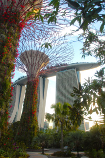 Au milieu de la forêt futuriste des Gardens by the Bay, la silhouette très « monstre antédiluvien » du Marina Bay Sands. Au milieu de la forêt futuriste des Gardens by the Bay, la silhouette très « monstre antédiluvien » du Marina Bay Sands.