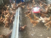 Des œufs frais made in Ua Huka