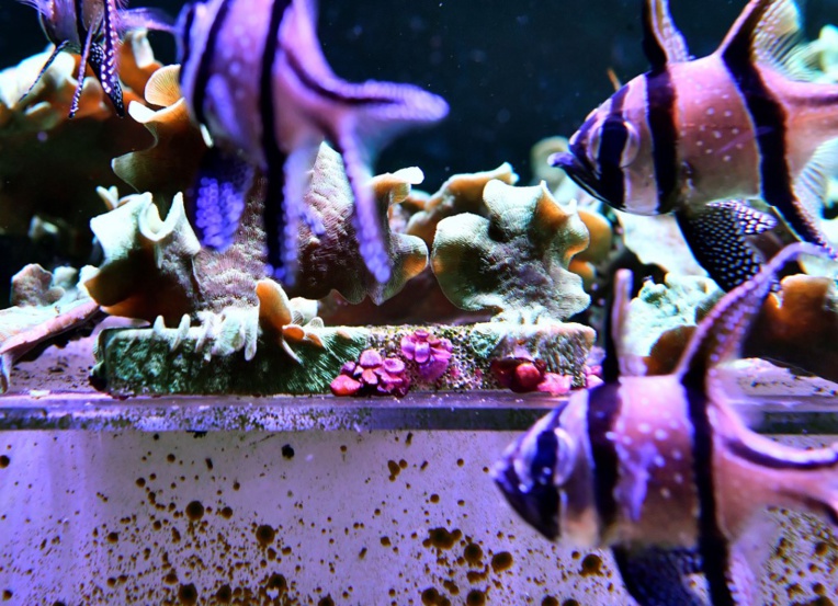 A Limoges, de la céramique pour sauver les récifs coralliens A Limoges, de la céramique pour sauver les récifs coralliens