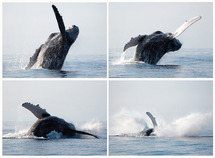 La pollution sonore provoque un "stress chronique" chez les baleines