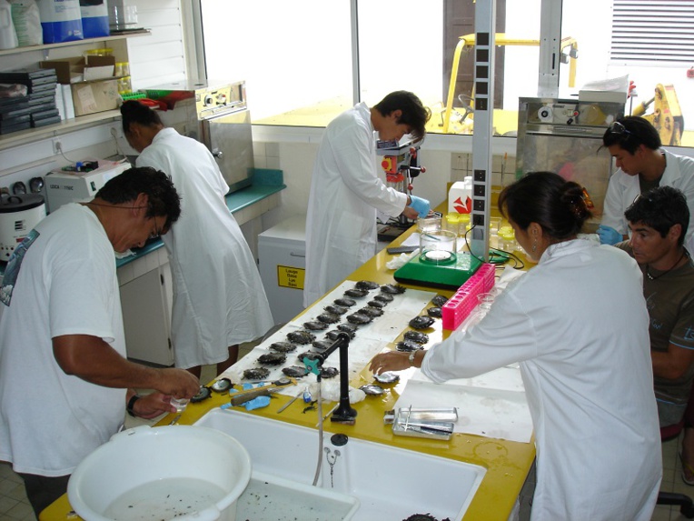 Des techniciens du laboratoire Recherche marine en Polynésie qui travaillent sur la qualité de l’huître perlière (Toutes les photos sont fournies par l'Ifremer)