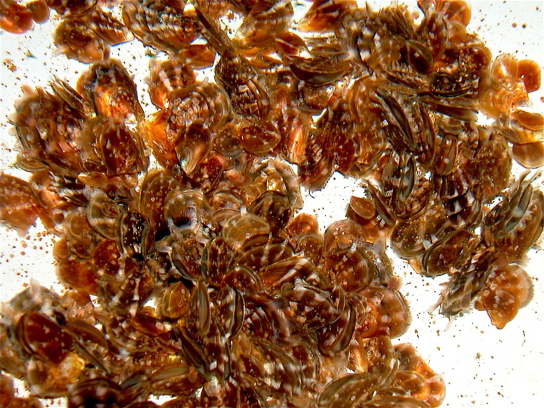 Un naissain d’huîtres perlières