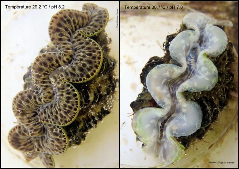 Un bénitier blanchi par le réchauffement climatique